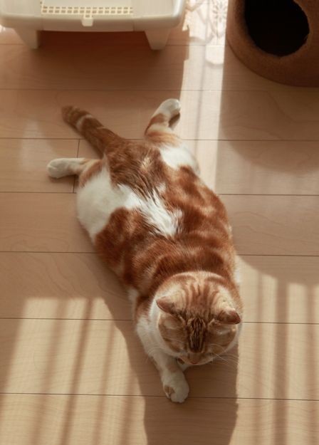 活泼可爱的猫咪们 www.bugela.com